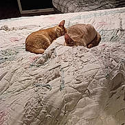 Bear joined the competition — help win amazing prizes! cat, cats, sleeping, sleepy, curled_up, orange_cat, tabby, short_hair, animals, pets, bed, quilt, blanket, bedroom, indoors, cozy, resting, lying_down, home, nighttime