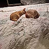 cat, cats, sleeping, sleepy, curled_up, orange_cat, tabby, short_hair, animals, pets, bed, quilt, blanket, bedroom, indoors, cozy, resting, lying_down, home, nighttime