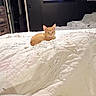 Bear is registered to the contest to win money with this photo: cat, kitten, ginger_cat, orange_fur, pet, animal, bed, bedroom, white_bedding, blanket, quilt, sleeping, lounging, indoors, television, wall_art, portrait, home, cozy, relaxed