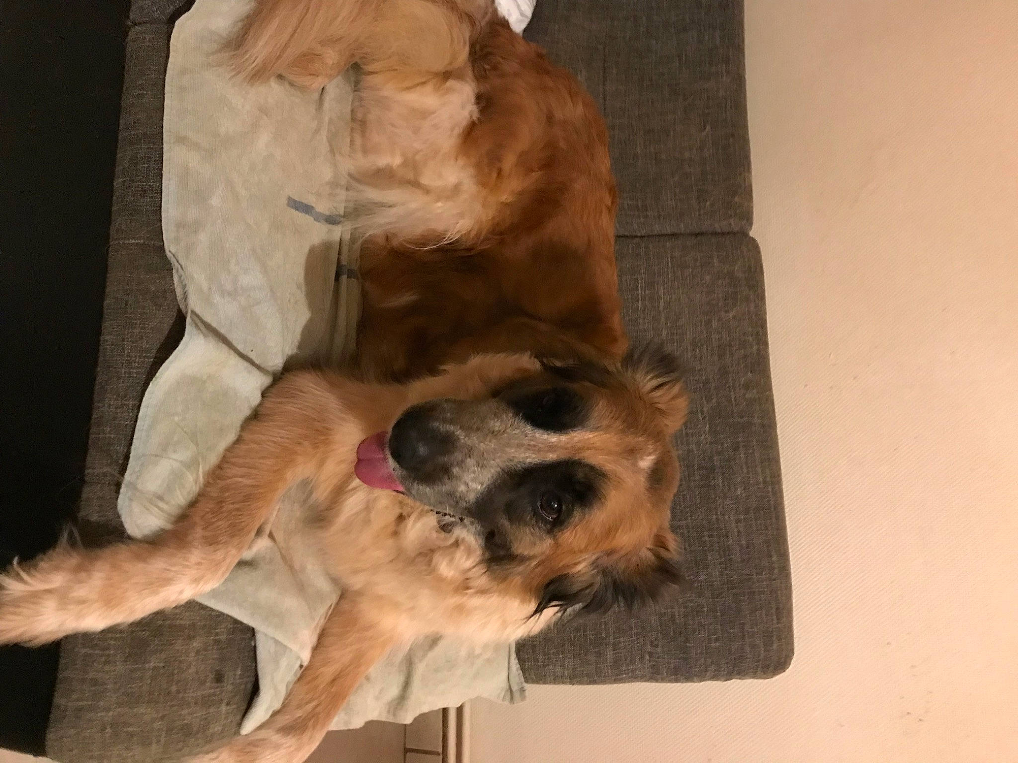 Lluna participe au concours pour gagner de l'argent avec cette photo : canidae, carnivore, claw, companion_dog, dog, dog_breed, dog_supply, fawn, fur, liver, paw, snout, sporting_group, tail, terrestrial_animal, working_animal