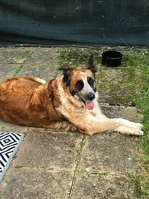 Lluna participe au concours pour gagner de l'argent avec cette photo : carnivore, companion_dog, dog, dog_breed, fawn, grass, herbaceous_plant, herding_dog, paw, plant, road_surface, snout, soil, sporting_group, tail, terrestrial_animal, whiskers, working_dog