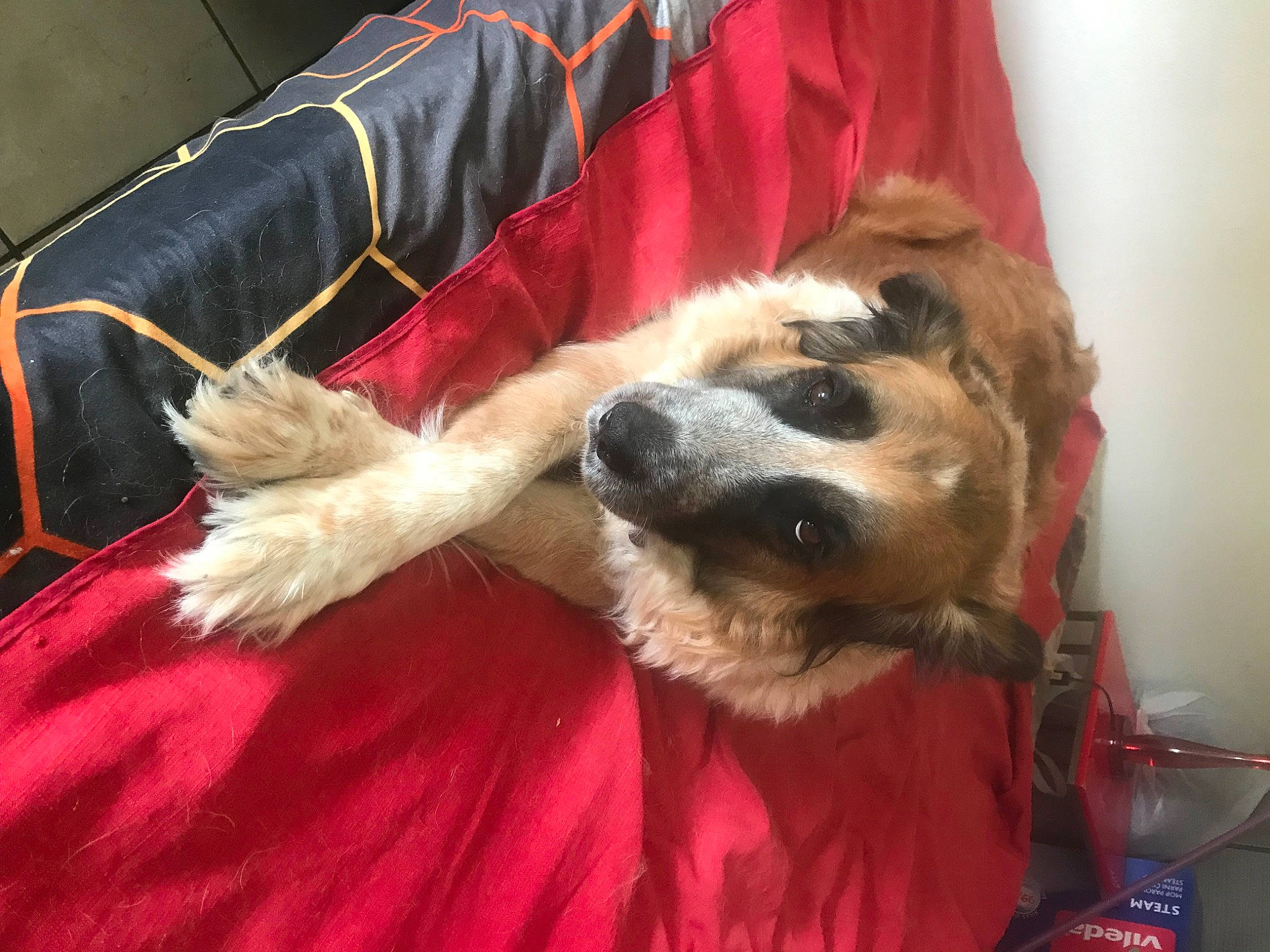 Lluna a rejoint le concours — aidez-le/la à gagner de superbes lots ! canidae, carnivore, comfort, companion_dog, couch, dog, dog_breed, dog_supply, fawn, fur, fur_clothing, giant_dog_breed, nap, paw, snout, sporting_group, toy_dog, whiskers, working_animal, working_dog