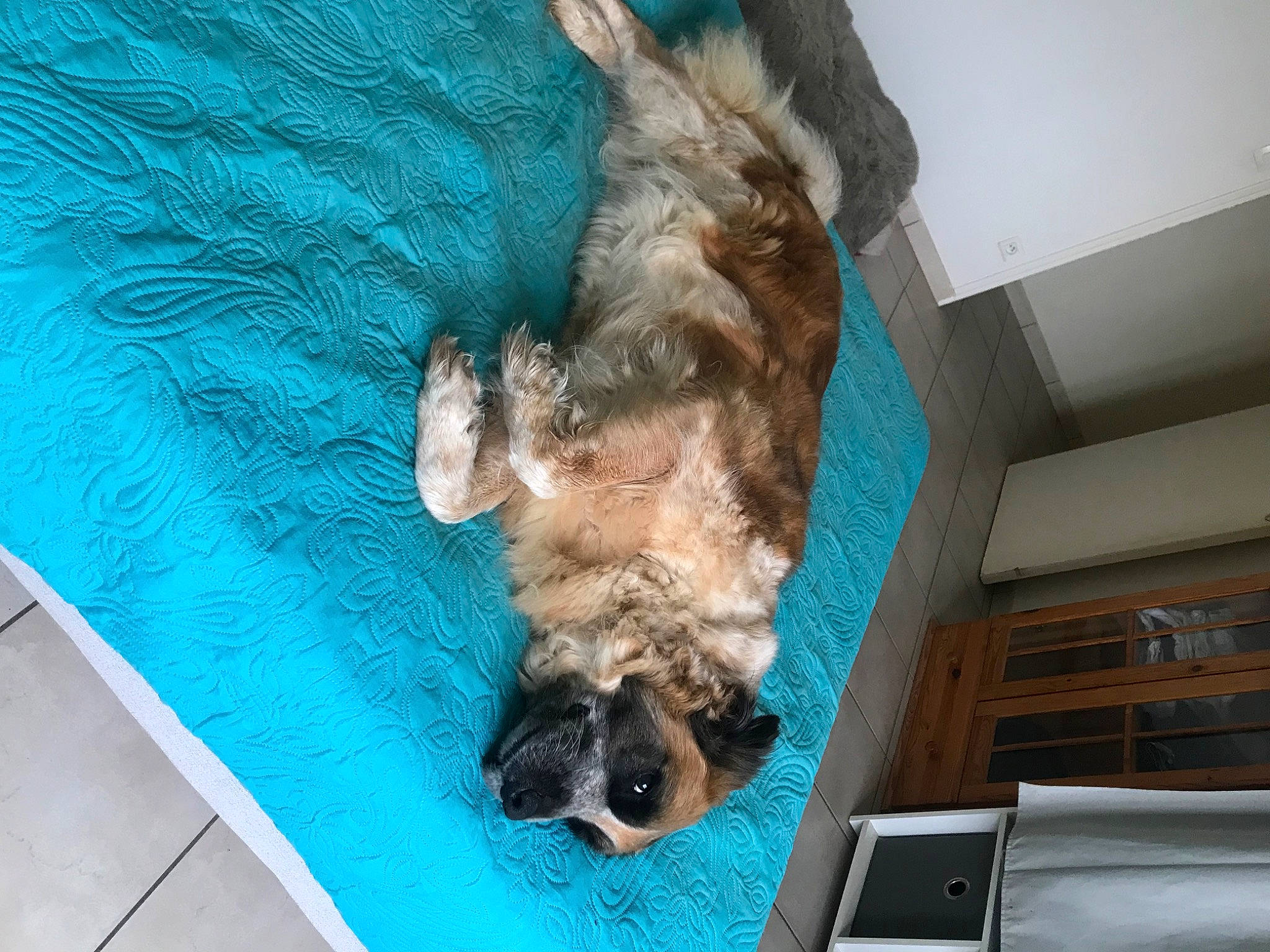 Lluna participe au concours pour gagner de l'argent avec cette photo : canidae, carnivore, companion_dog, dog, dog_breed, fawn, felidae, fur, liver, mobile_phone, pet_supply, portable_communications_device, snout, sporting_group, toy_dog, watch, water, working_animal