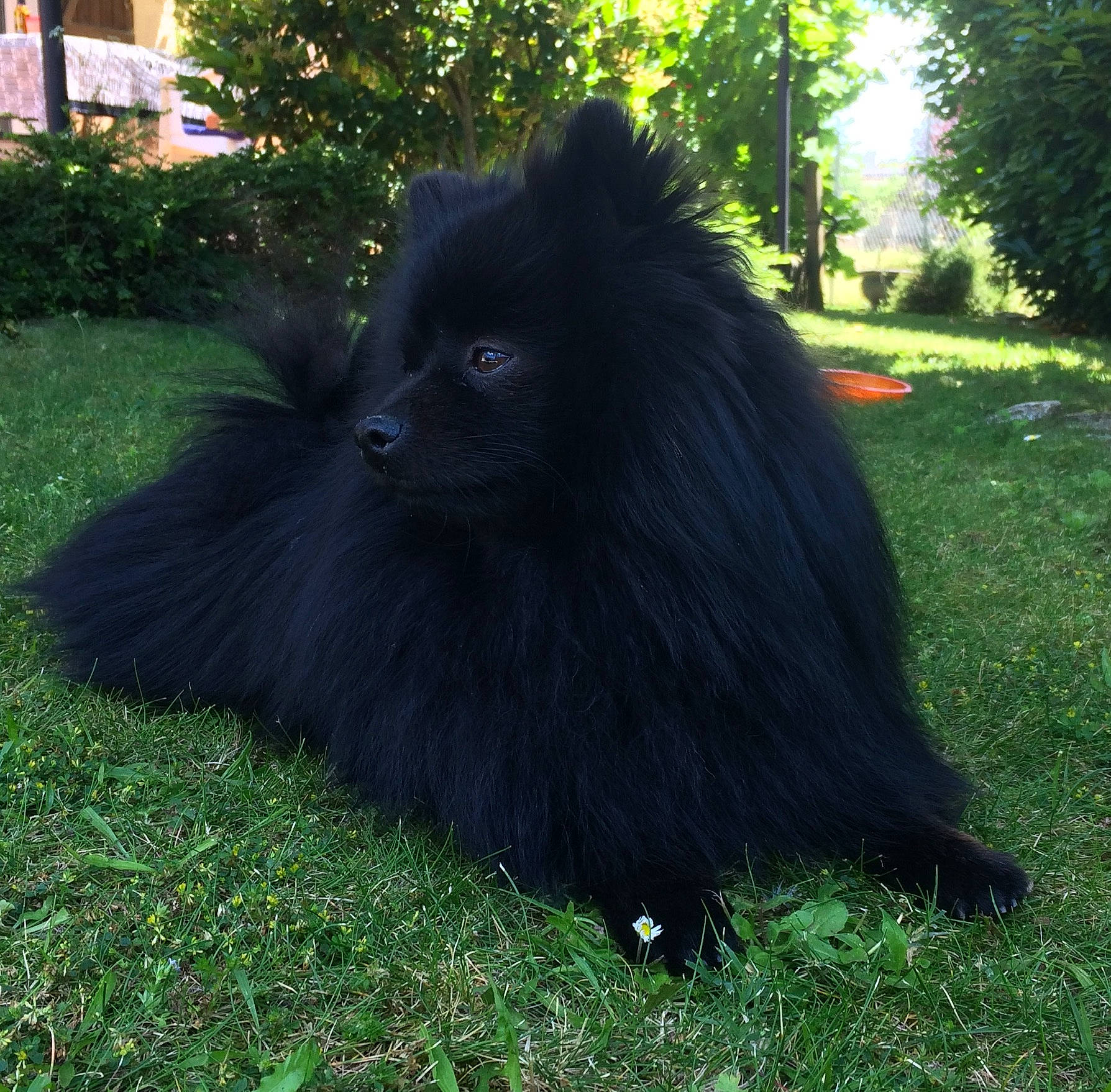 Choupi participe au concours pour gagner de l'argent avec cette photo : canidae, carnivore, companion_dog, dog, dog_breed, fur, german_spitz_mittel, grass, plant, shadow, shrub, snout, spitz, sporting_group, tail, terrestrial_animal, tints_and_shades, tree