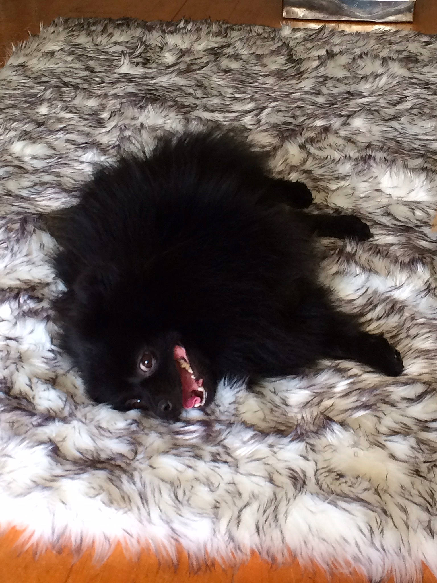 Choupi a rejoint le concours — aidez-le/la à gagner de superbes lots ! black_cat, canidae, carnivore, claw, companion_dog, dog_breed, feather, felidae, flooring, fur, liver, magenta, non_sporting_group, paw, small_to_medium_sized_cats, sporting_group, tail, terrestrial_animal, terrier, working_animal