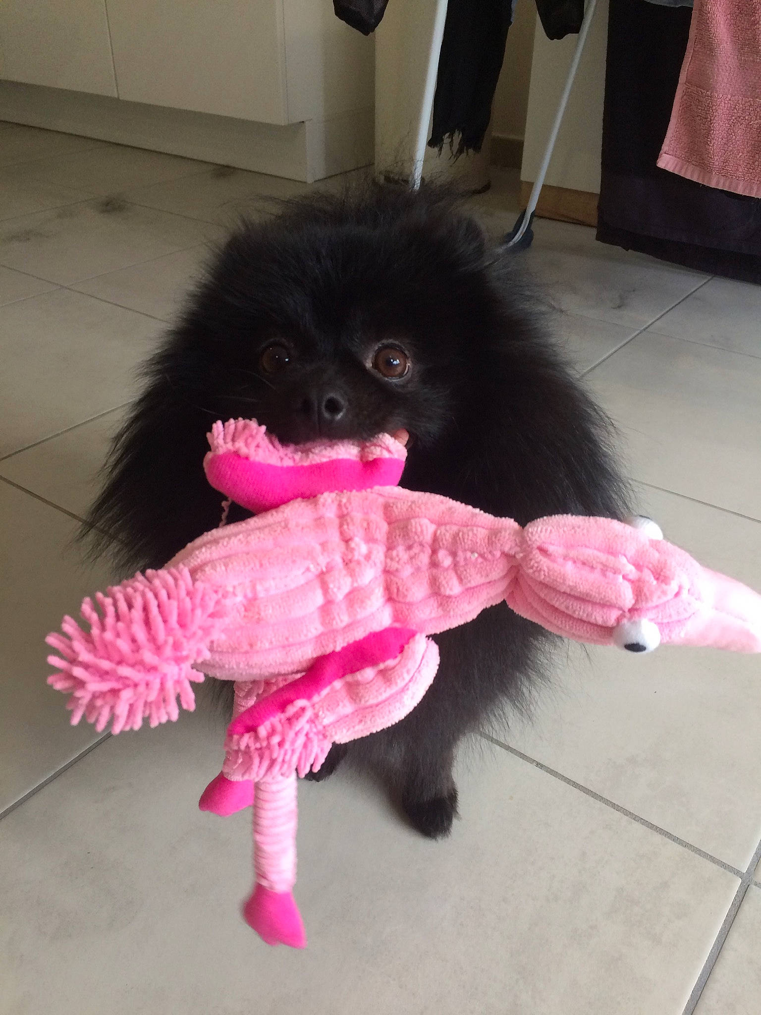 Choupi a rejoint le concours — aidez-le/la à gagner de superbes lots ! carnivore, companion_dog, craft, creative_arts, dog_breed, fashion_accessory, fawn, felidae, flooring, fur, magenta, pink, small_to_medium_sized_cats, stuffed_toy, tail, thread, toy, whiskers, wig, woolen