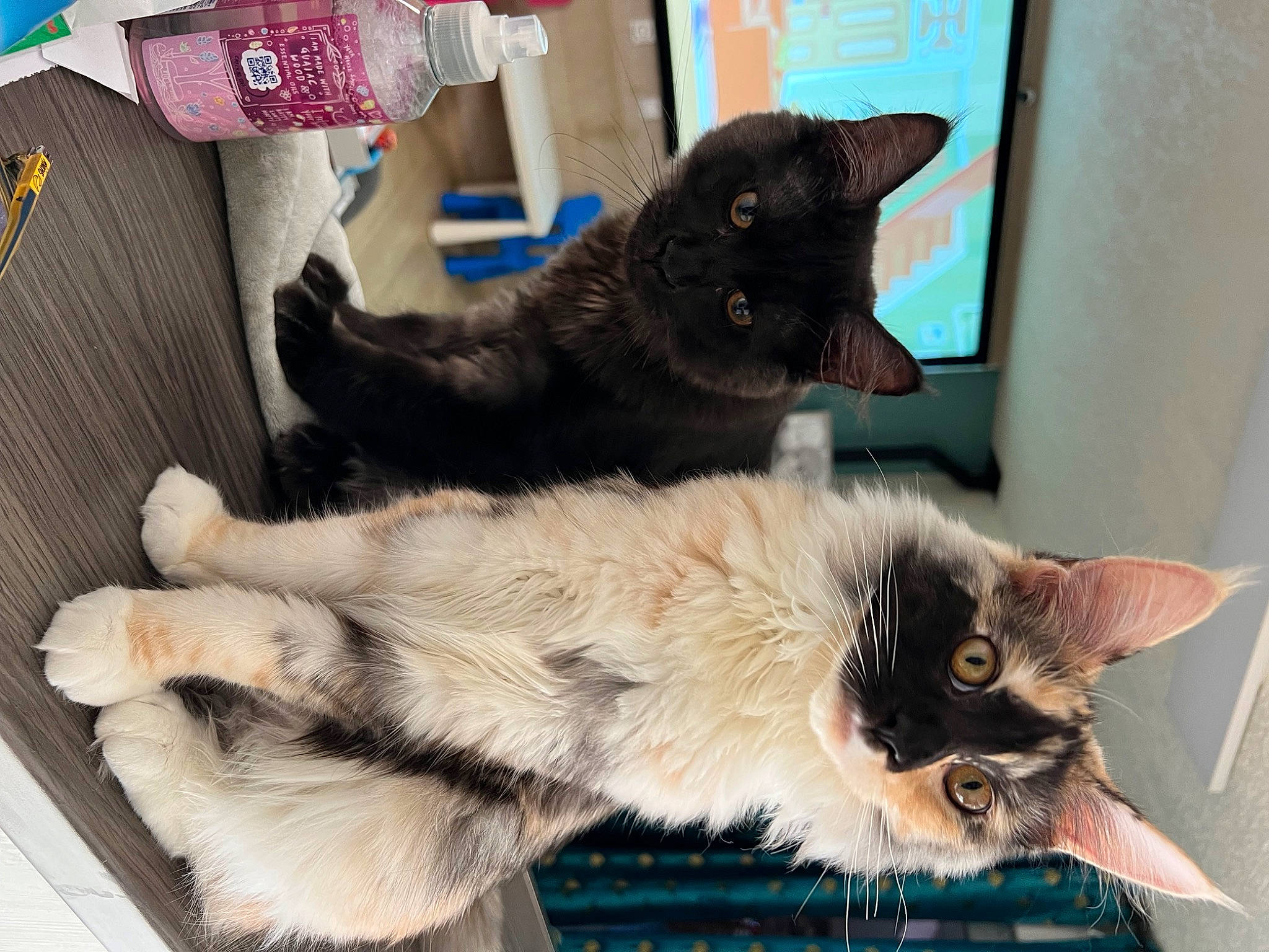 Utopia a rejoint le concours — aidez-le/la à gagner de superbes lots ! black_cat, box, carnivore, cat, claw, domestic_short_haired_cat, fawn, felidae, fur, paw, small_to_medium_sized_cats, tail, whiskers, window