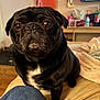 dog, pug, black_dog, pet, close_up, indoor, blanket, furniture, television, wooden_floor, home, cozy, animal, cute, sitting, face, fur, ears, whiskers, room