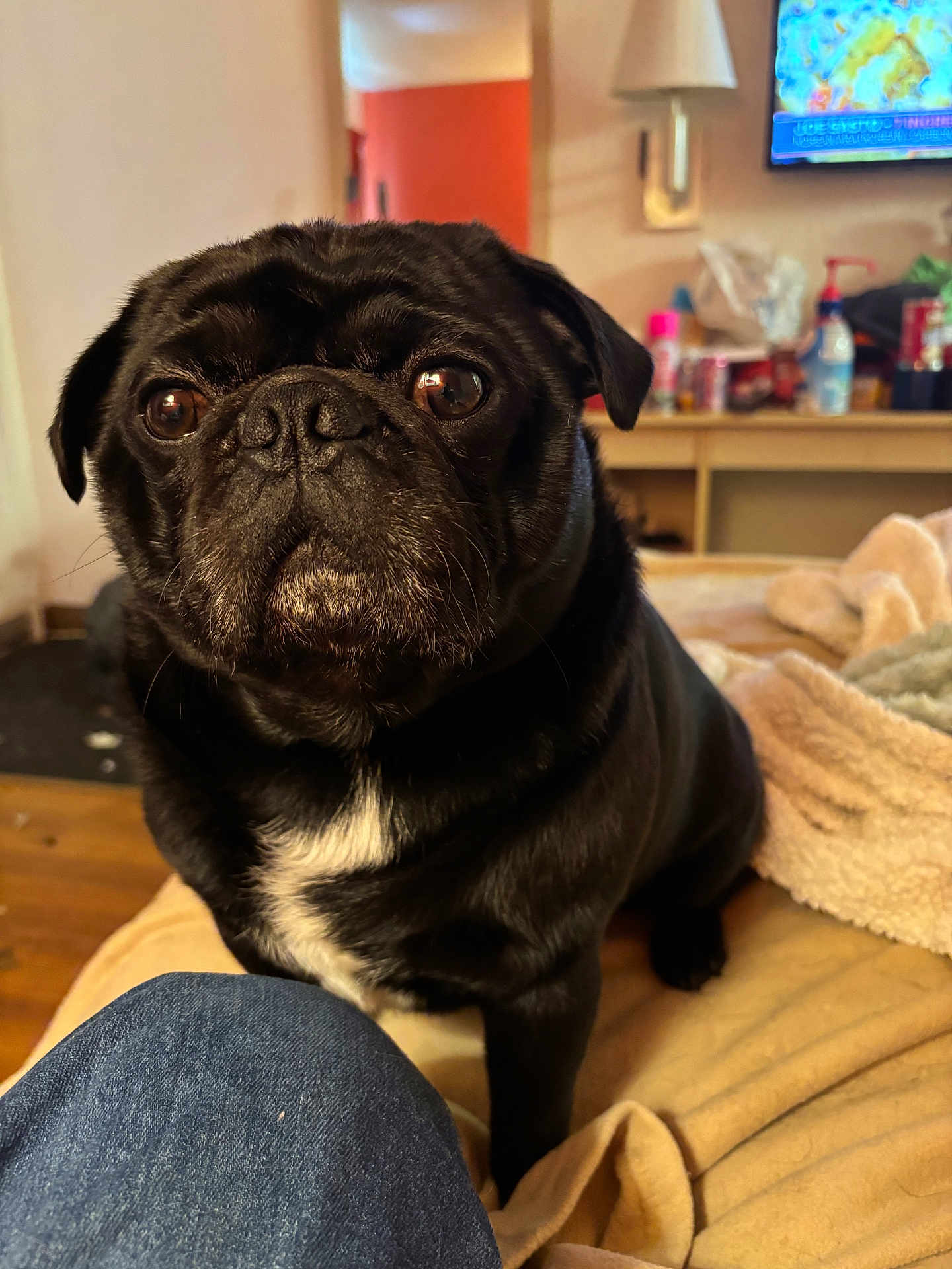 Thor joined the competition — help win amazing prizes! dog, pug, black_dog, pet, close_up, indoor, blanket, furniture, television, wooden_floor, home, cozy, animal, cute, sitting, face, fur, ears, whiskers, room