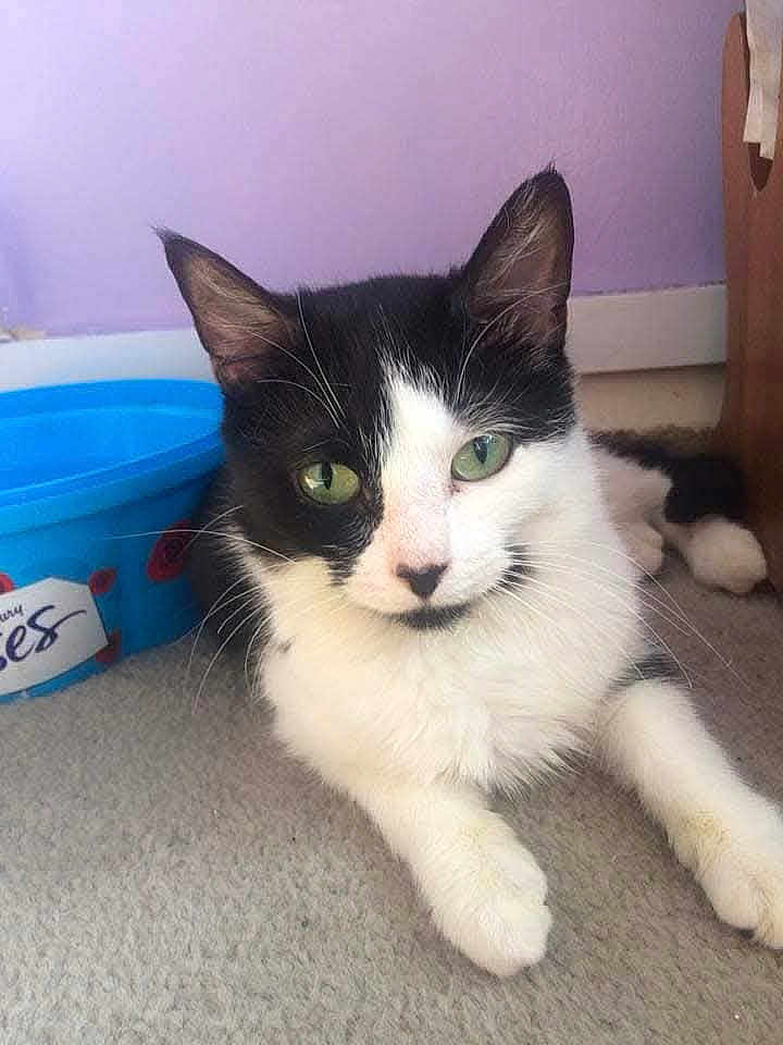 Magpie joined the competition — help win amazing prizes! cat, black_and_white, green_eyes, carpet, blue_container, pet, indoor, relaxed, feline, whiskers, ears, nose, paws, animal, domestic, resting, curious, closeup, face, floor