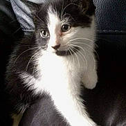 Magpie is registered to the contest to win money with this photo: kitten, cat, black_and_white, fur, whiskers, pet, animal, cute, leather, couch, indoor, young, small, feline, portrait, sitting, curious, closeup, domestic, mammal