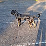 Ruby is registered to the contest to win money with this photo: dog, black_dog, standing, asphalt, shadow, sunlight, outdoor, greenery, fence, collar, nature, pet, animal, daylight, markings, road, tail, ears, grass, texture