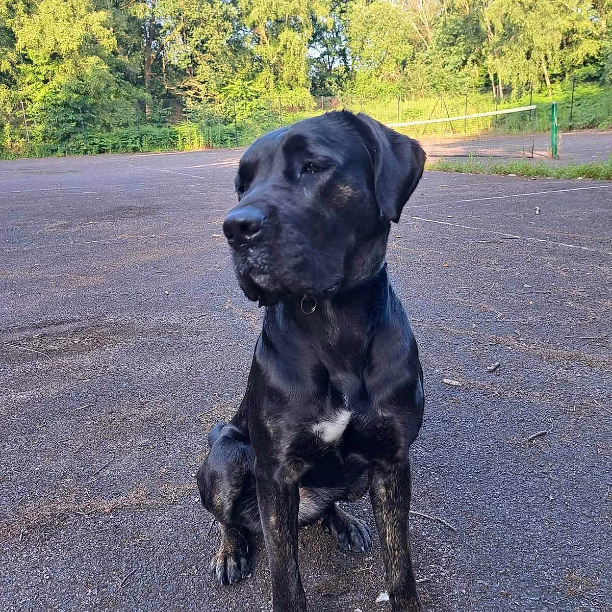 Ruby Cane Vote Ruby from Birmingham in Cutest Dog Contest - Win Prizes