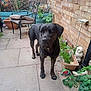 dog, black_dog, brindle, pet, backyard, patio, garden, plant_pots, leafy_plants, brick_wall, garden_decor, statue, chair, outdoor, pavement, curious, animal, canine, standing, daylight