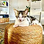 kitten, cat, tabby, white_fur, resting, woven_ottoman, living_room, indoor, plants, furniture, shelf, basket, door, carpet, cozy, relaxed, pet, home, floor, natural_light