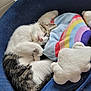 cat, sleeping, pet_bed, blue, plush, rainbow, pillow, white, tabby, fur, cute, cozy, indoor, resting, animal, soft, toy, comfort, relaxed, napping