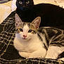 cat, black_cat, tabby_cat, pets, animals, indoor, blanket, resting, cute, fur, whiskers, ears, eyes, bedroom, cozy, companions, feline, domestic_cat, relaxing, closeup