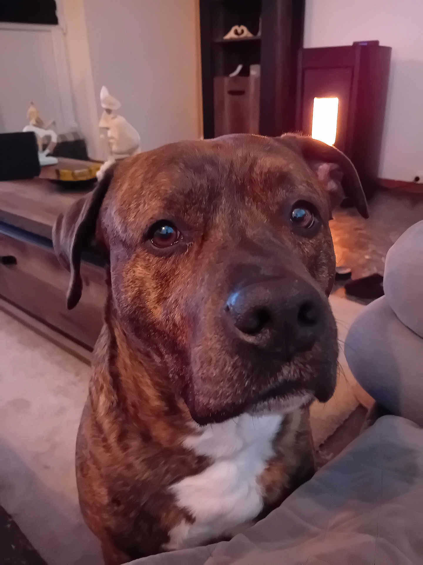 Tyson a rejoint le concours — aidez-le/la à gagner de superbes lots ! dog, brindle_coat, white_chest, close_up, indoor, living_room, sofa, heater, fireplace, coffee_table, statue, decor, carpet, large_nose, brown_eyes, pet, portrait, sitting, cozy, furniture