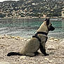 Laska participe au concours pour gagner de l'argent avec cette photo : dog, puppy, sitting, beach, pebbles, rocks, sea, water, shoreline, harness, profile, coast, mountains, town, buildings, travel, outdoors, pet, calm, scenic_view