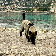 Laska a rejoint le concours — aidez-le/la à gagner de superbes lots ! dog, puppy, harness, pebbles, beach, water, sea, shoreline, rocks, mountain, hillside, buildings, coast, mediterranean, walking, curious, blue_eyes, fur, portrait, vacation
