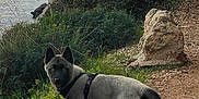 Laska a rejoint le concours — aidez-le/la à gagner de superbes lots ! dog, canine, puppy, harness, trail, path, rock, cliff, sea, water, coast, vegetation, grass, bushes, sunset, outdoor, portrait, tail, ears, eyes