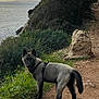 dog, canine, puppy, harness, trail, path, rock, cliff, sea, water, coast, vegetation, grass, bushes, sunset, outdoor, portrait, tail, ears, eyes