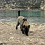 dog, puppy, beach, pebbles, rocky_shore, water, sea, harbor, coast, hills, mountain, town, buildings, sky, harness, walking, sniffing, blue_eyes, portrait, outdoor