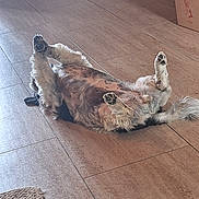 Myrtille participe au concours pour gagner de l'argent avec cette photo : dog, lying_down, paws_up, fluffy, indoor, tile_floor, relaxed, pet, canine, fur, resting, home, cardboard_box, floor, animal, cute, sleeping, cozy, domestic, mammal