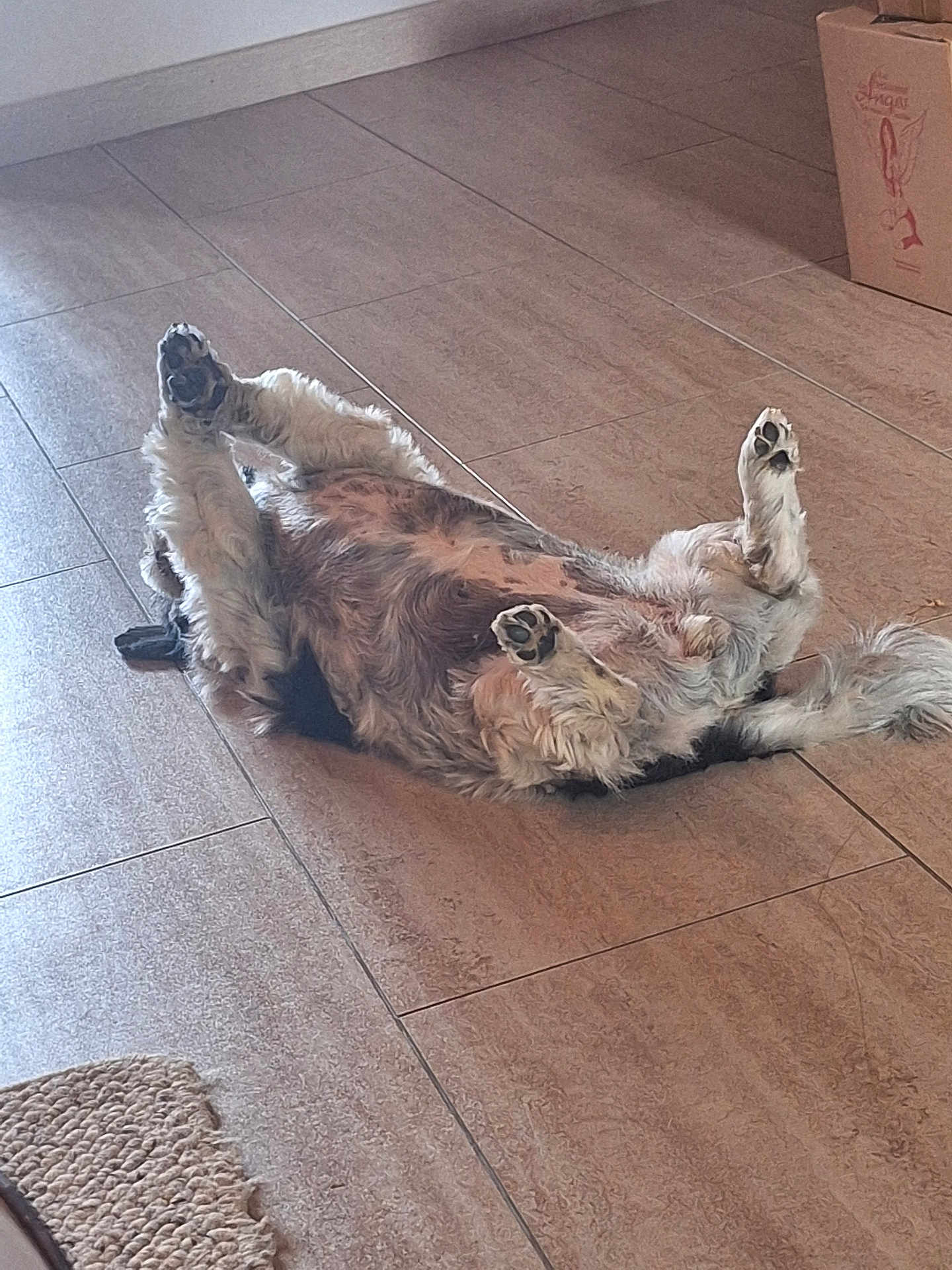 Myrtille participe au concours pour gagner de l'argent avec cette photo : dog, lying_down, paws_up, fluffy, indoor, tile_floor, relaxed, pet, canine, fur, resting, home, cardboard_box, floor, animal, cute, sleeping, cozy, domestic, mammal