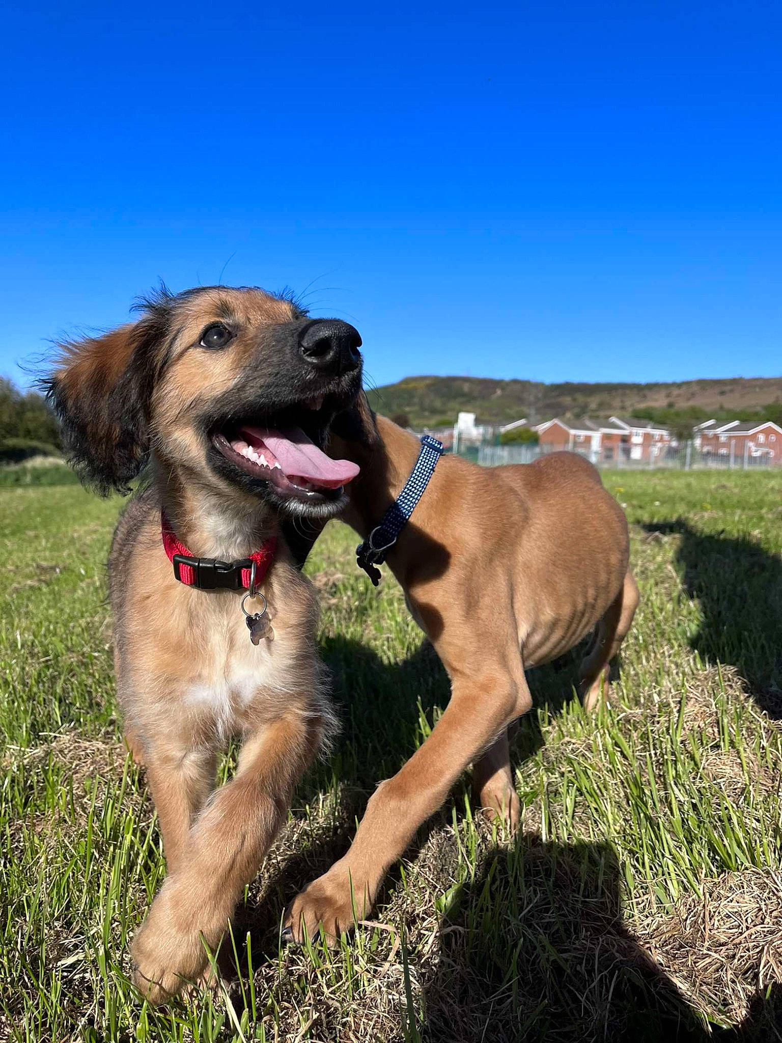Archie joined the competition — help win amazing prizes! canidae, carnivore, collar, companion_dog, dog, dog_breed, dog_collar, fang, fawn, garden_hose, grass, grassland, guard_dog, gun_dog, leash, plant, sky, sporting_group, working_animal, working_dog