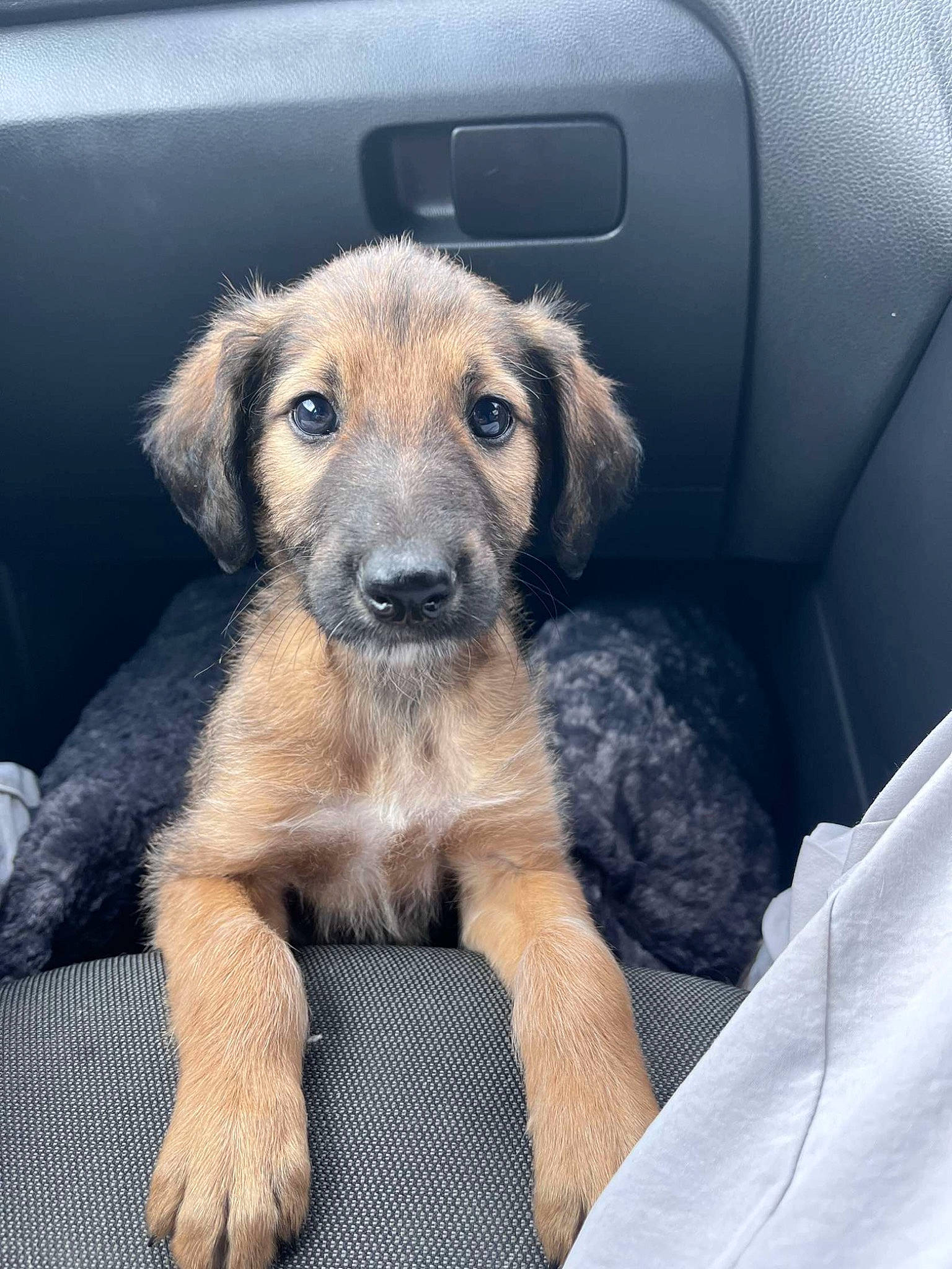 Archie is registered to the contest to win money with this photo: auto_part, canidae, car_seat, carnivore, comfort, companion_dog, dog, dog_breed, family_car, fawn, fur, mammal, snout, sporting_group, tail, terrestrial_animal, vehicle_door, windshield, working_animal, working_dog