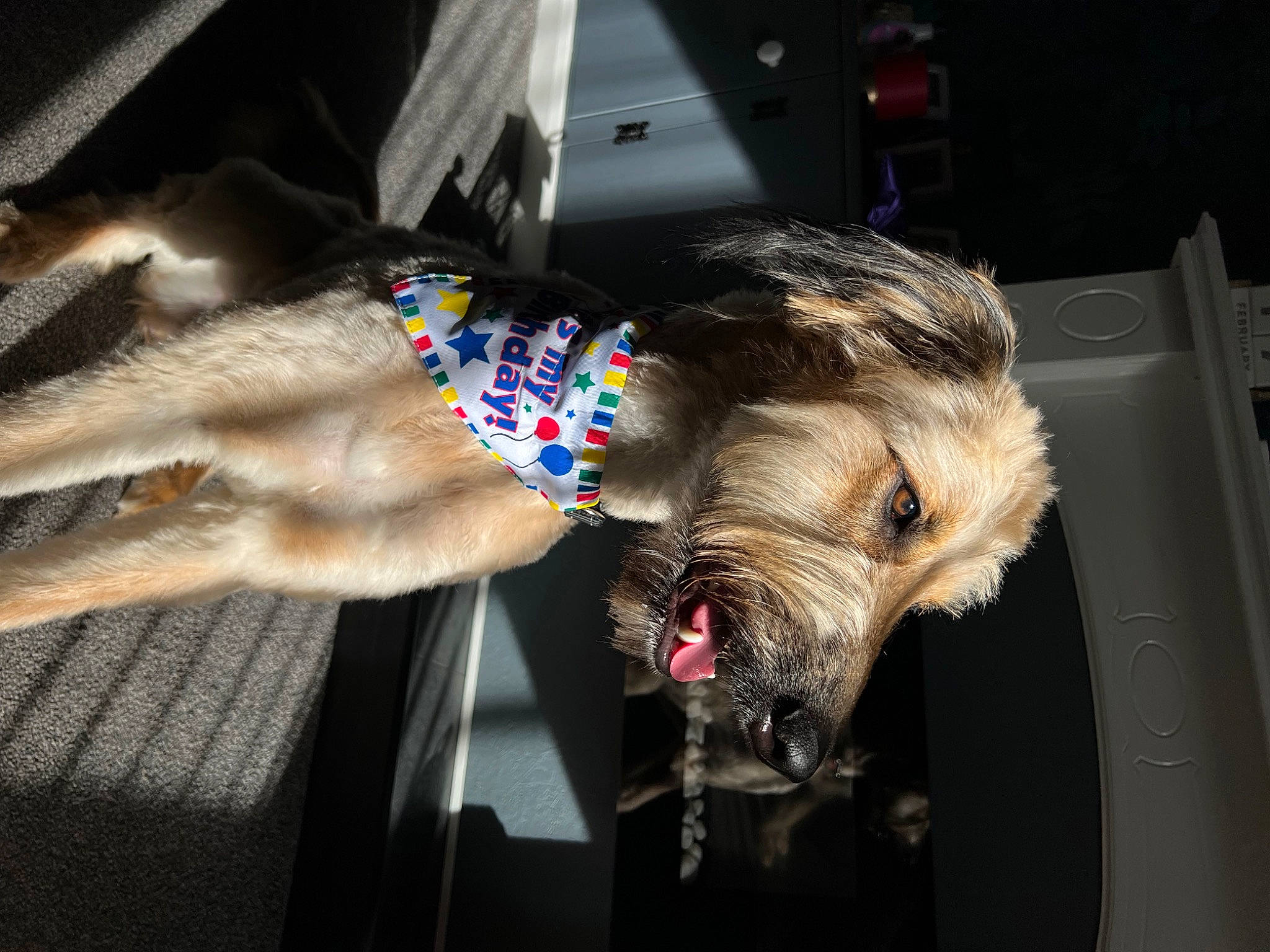 Archie joined the competition — help win amazing prizes! carnivore, collar, companion_dog, dog, dog_breed, dog_clothes, dog_collar, dog_supply, fawn, felidae, leash, schnauzer, small_terrier, snout, sporting_group, terrier, toy_dog, vertebrate, welsh_terrier, working_animal