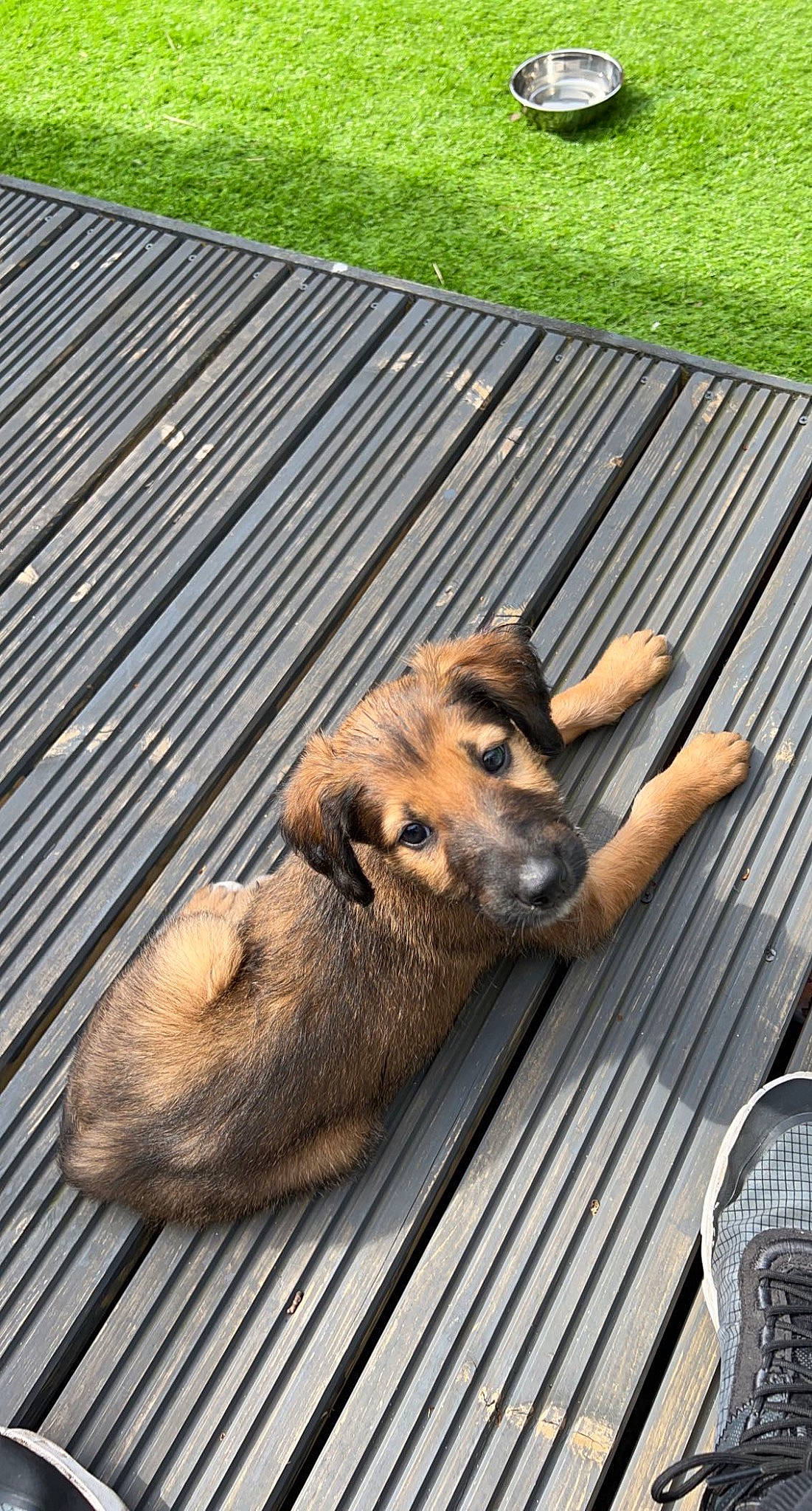 Archie is registered to the contest to win money with this photo: animal_shelter, canidae, carnivore, companion_dog, dog, dog_breed, dog_supply, fawn, fur, german_shepherd_dog, grass, paw, puppy, snout, sporting_group, terrestrial_animal, wildlife, wood, working_animal