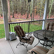 Kramer is registered to the contest to win money with this photo: animal, backyard, cat, chair, cushion, daytime, feline, furniture, grass, leaves, metal_furniture, nature, outdoor, pet, porch, relaxing, resting, table, trees, wooded_area