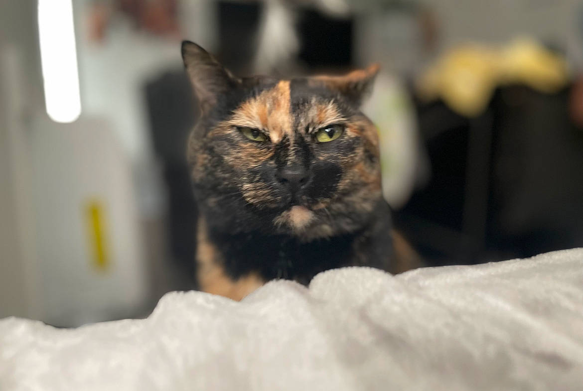 Gem is registered to the contest to win money with this photo: carnivore, cat, claw, comfort, domestic_short_haired_cat, felidae, fur, small_to_medium_sized_cats, snout, terrestrial_animal, whiskers, wildlife