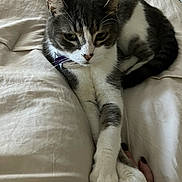 Miso joined the competition — help win amazing prizes! cat, pet, animal, indoor, bed, blanket, paw, hand, relaxed, resting, fur, domestic, cute, cozy, companion, mammal, sleepy, whiskers, claws, closeup