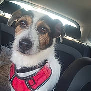 Maïko a rejoint le concours — aidez-le/la à gagner de superbes lots ! animal, back_seat, canine, car_interior, collar, companion, cute, dog, domestic_animal, ears, fur, nose, pet, red_harness, seat, sunlight, transportation, travel, whiskers, window