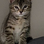 Nelly is registered to the contest to win money with this photo: kitten, tabby, cat, pet, feline, animal, cute, young, fur, whiskers, ears, sitting, indoor, closeup, portrait, looking, face, eyes, paws, domestic