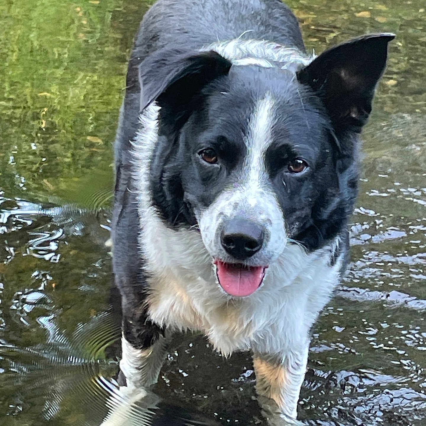 Pepper joined the competition — help win amazing prizes! animal, ball, canine, car, collie, dog, nature, outdoors, pet, pond, pool, puppy, ripple, rock, sport, tennis, tennisball, transportation, vehicle, water