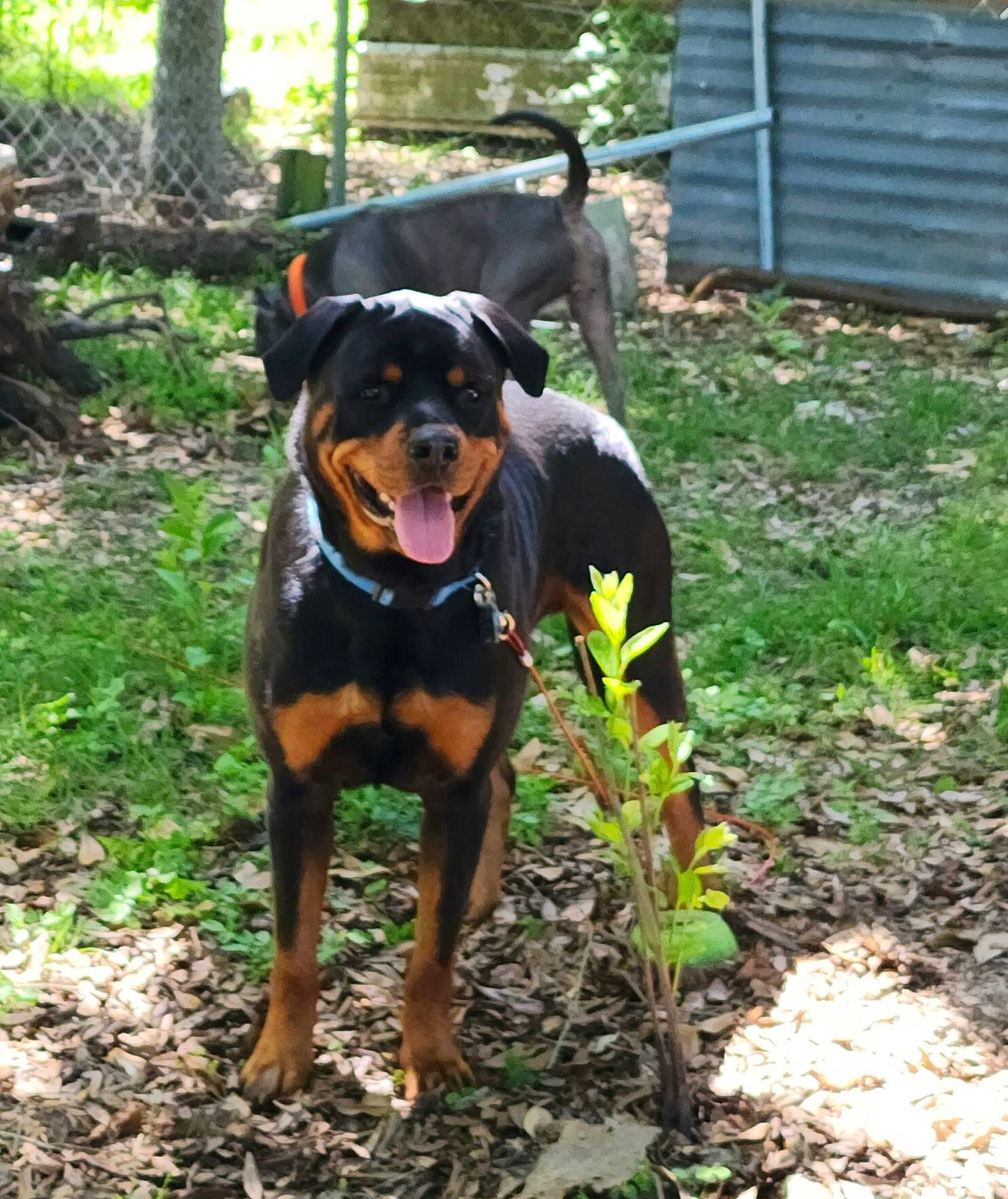 Brody joined the competition — help win amazing prizes! canidae, carnivore, collar, companion_dog, dog, dog_breed, fawn, fence, flower, grass, groundcover, guard_dog, plant, snout, soil, sporting_group, tail, tree, working_animal, working_dog