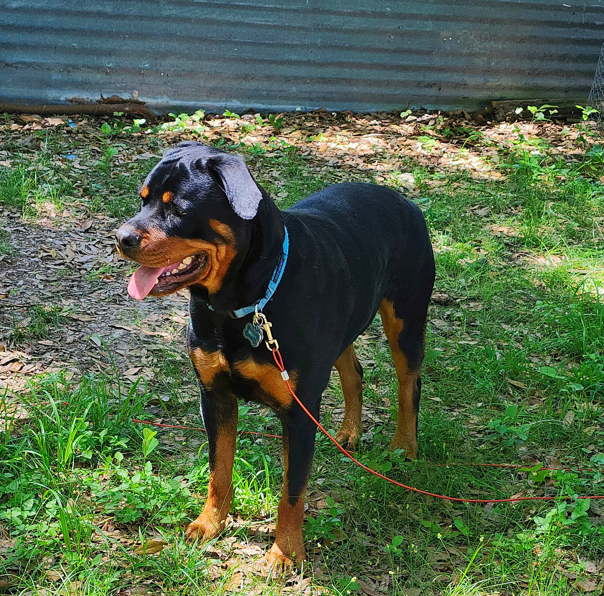 Brody joined the competition — help win amazing prizes! austrian_black_and_tan_hound, canidae, carnivore, collar, companion_dog, dobermann, dog, dog_breed, dog_supply, grass, guard_dog, hound, hunting_dog, montenegrin_mountain_hound, pet_supply, pinscher, plant, sporting_group, working_animal, working_dog