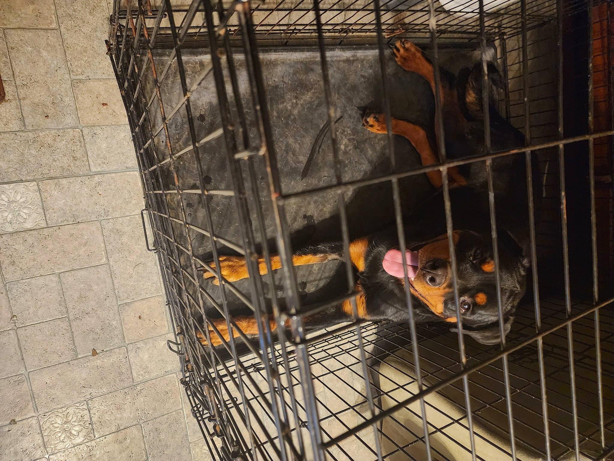 Brody is registered to the contest to win money with this photo: animal_shelter, cage, canidae, carnivore, composite_material, cooking, dog_supply, door, gas, kennel, machine, mesh, metal, pet_supply, service, snout, sporting_group, steel, wood, working_animal