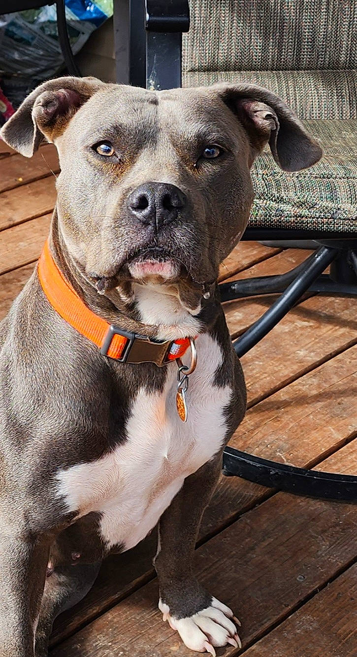 Reyah joined the competition — help win amazing prizes! canidae, carnivore, collar, companion_dog, dog, dog_breed, dog_collar, fawn, fur, non_sporting_group, pet_supply, snout, sporting_group, whiskers, wood, working_animal, working_dog