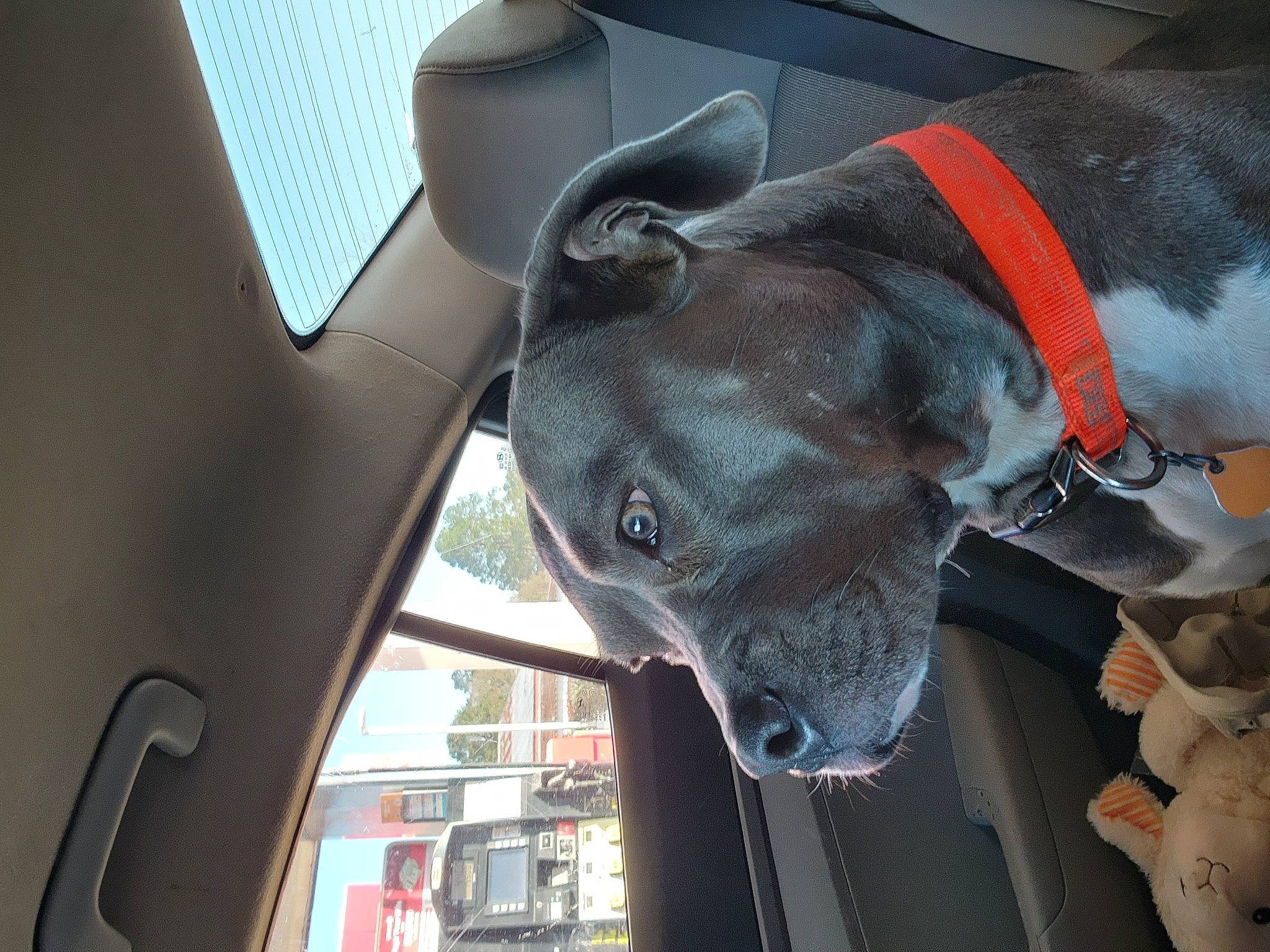 Reyah joined the competition — help win amazing prizes! auto_part, automotive_mirror, car, car_seat, carnivore, collar, dog, dog_breed, dog_collar, dog_supply, fawn, hood, motor_vehicle, pet_supply, snout, sporting_group, vehicle, vehicle_door, windshield, working_animal