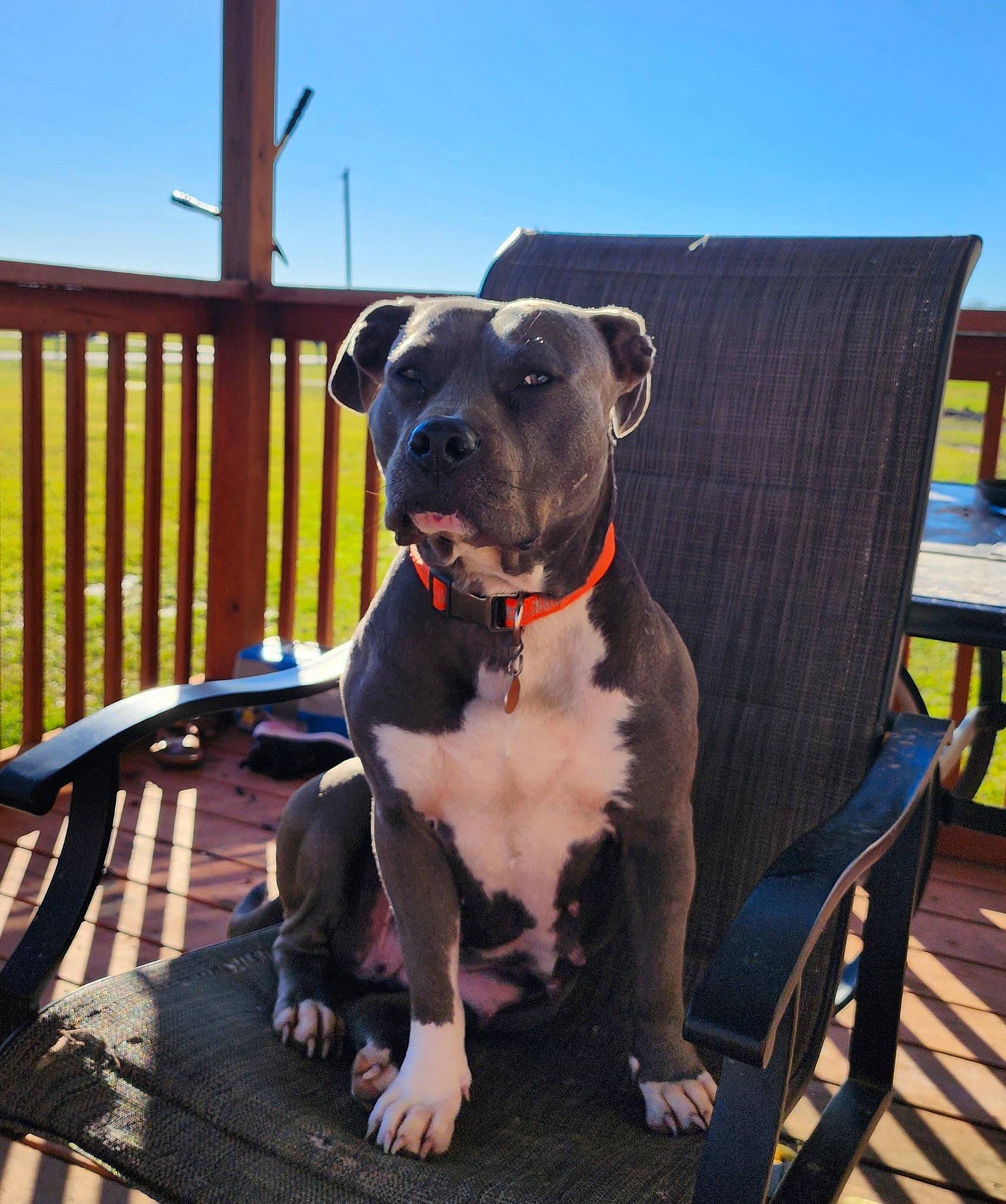 Reyah is registered to the contest to win money with this photo: canidae, carnivore, chair, collar, companion_dog, dog, dog_breed, dog_collar, dog_supply, fawn, leash, leisure, outdoor_furniture, pet_supply, plant, sculpture, sky, snout, sporting_group, working_animal
