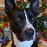 Shadow is registered to the contest to win money with this photo: dog, black_and_white, large_ears, christmas_tree, ornaments, presents, holiday, indoor, pet, collar, brown_eyes, festive, decorations, wood_floor, table, close_up, portrait, cute, domestic_animal, animal