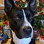 dog, black_and_white, large_ears, christmas_tree, ornaments, presents, holiday, indoor, pet, collar, brown_eyes, festive, decorations, wood_floor, table, close_up, portrait, cute, domestic_animal, animal
