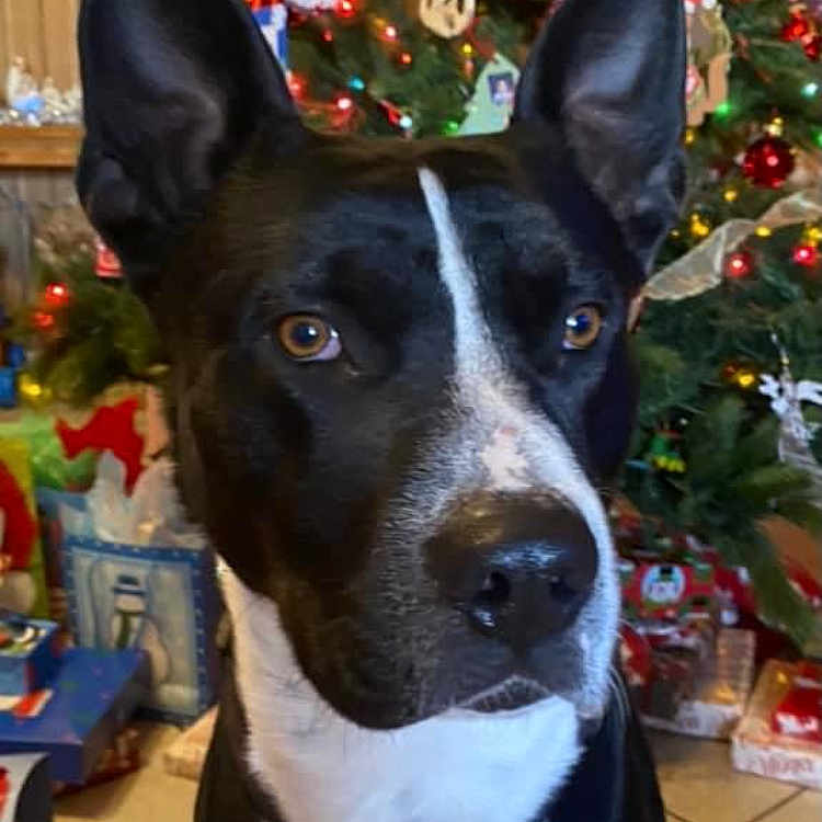 Shadow is registered to the contest to win money with this photo: animal, black_and_white, brown_eyes, christmas_tree, close_up, collar, cute, decorations, dog, domestic_animal, festive, holiday, indoor, large_ears, ornaments, pet, portrait, presents, table, wood_floor