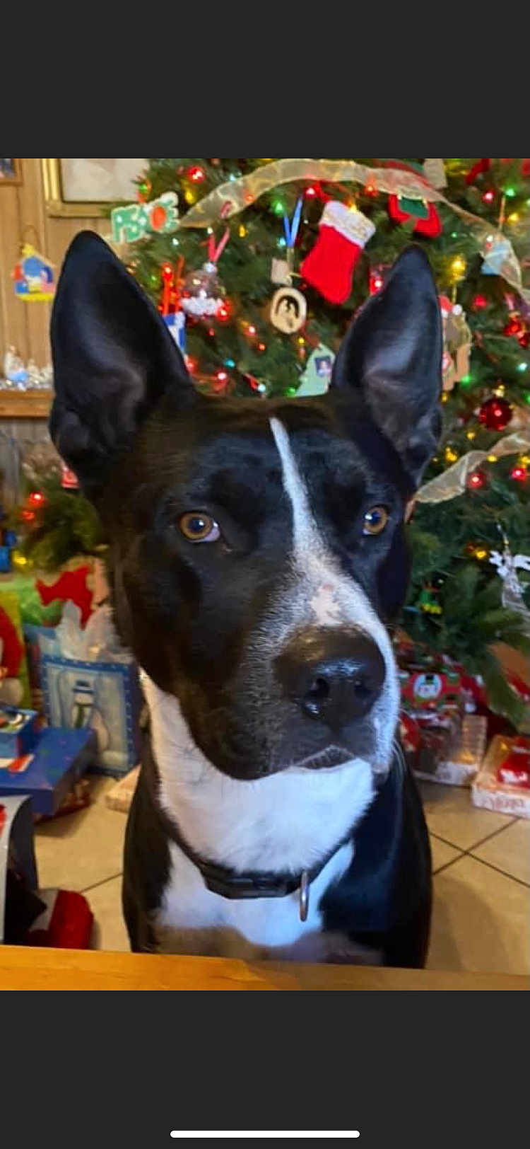 Shadow is registered to the contest to win money with this photo: dog, black_and_white, large_ears, christmas_tree, ornaments, presents, holiday, indoor, pet, collar, brown_eyes, festive, decorations, wood_floor, table, close_up, portrait, cute, domestic_animal, animal
