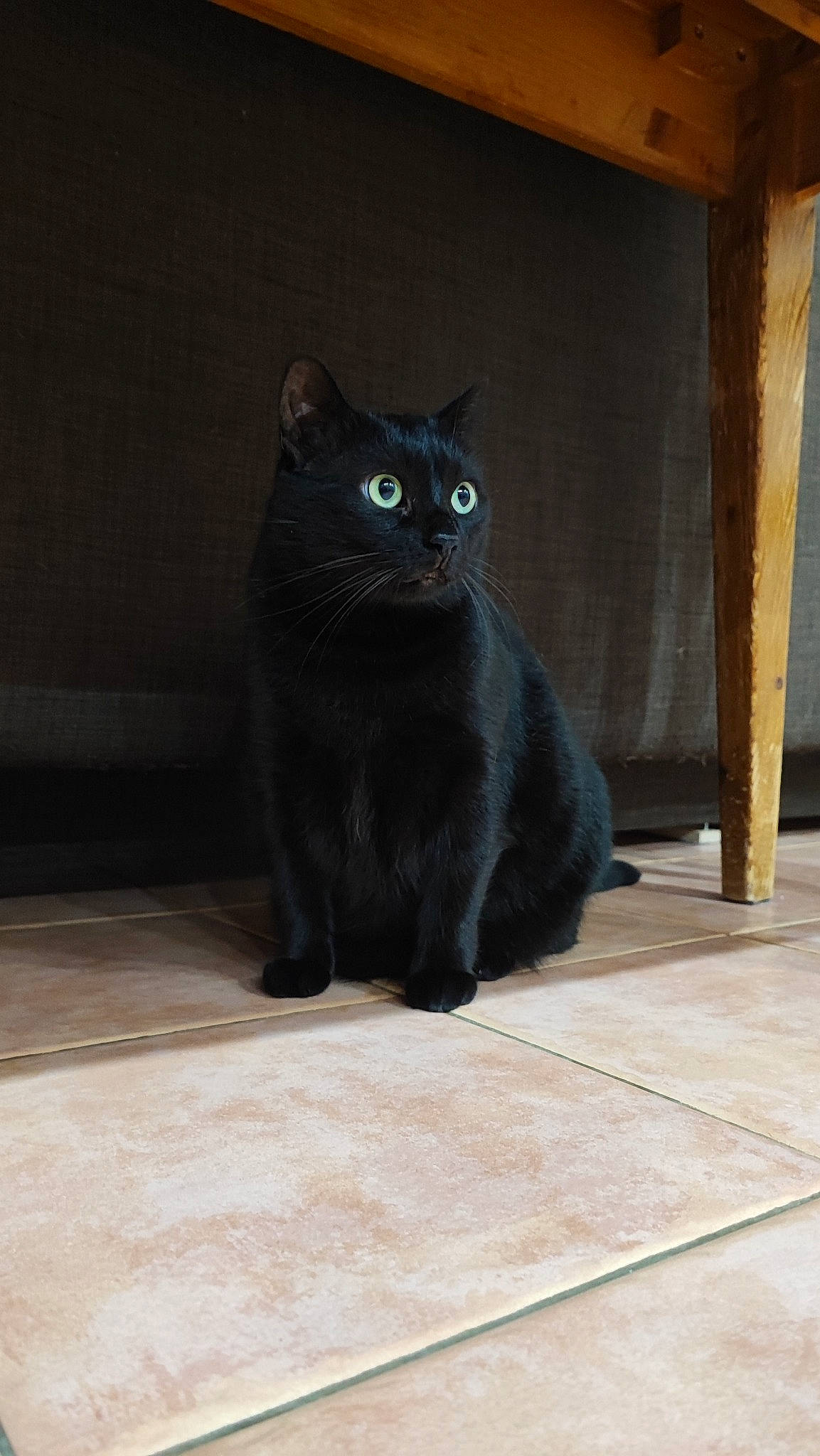 Fripouille participe au concours pour gagner de l'argent avec cette photo : black_cat, bombay, carnivore, cat, domestic_short_haired_cat, electric_blue, felidae, floor, flooring, fur, grey, hardwood, iris, small_to_medium_sized_cats, snout, tail, terrestrial_animal, tile_flooring, whiskers, wood